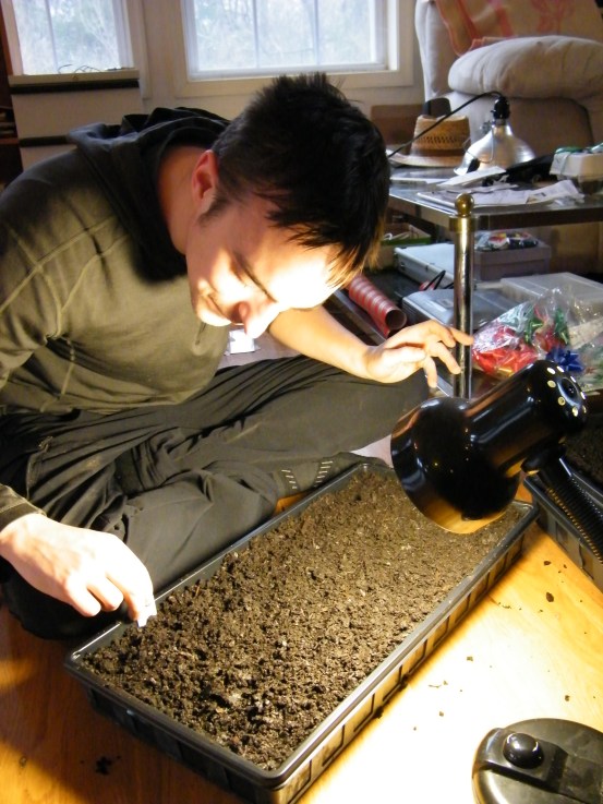 Gus is sowing herbs into trays of potting soil.