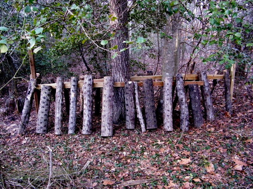 Shiitake mushroom logs. 