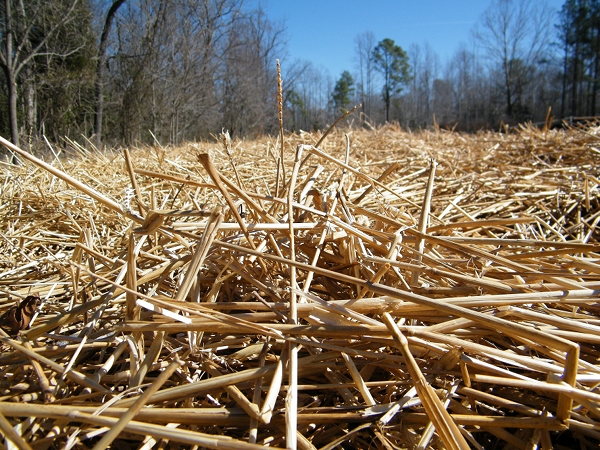 Straw mulch on the asparagus beds.
