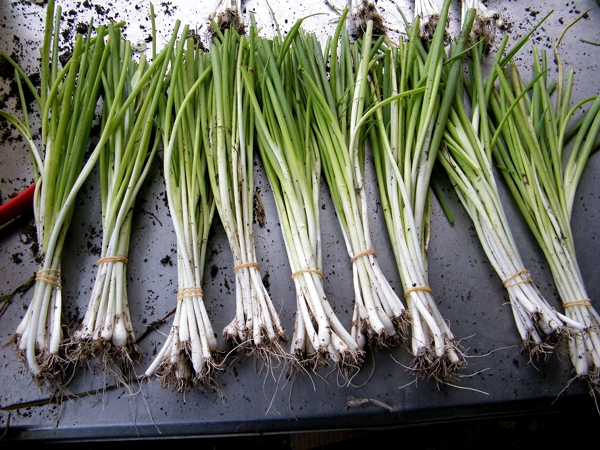 Green onions, ready for market. 