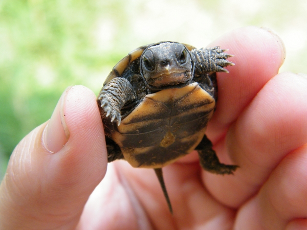 This baby Box Turtle hatched on the farm. 
