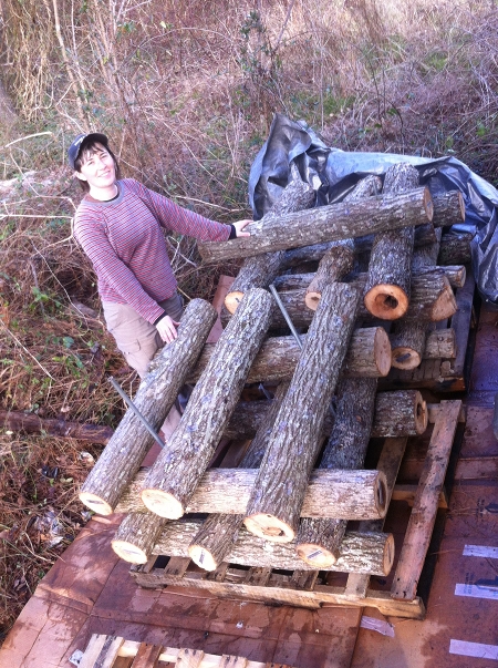 Teal with the new shiitake logs. 