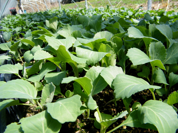 Cabbages in the greenhouse.