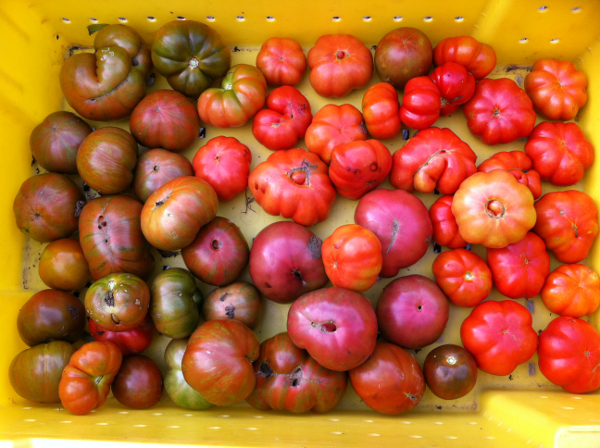 Funky and delicious tomatoes!