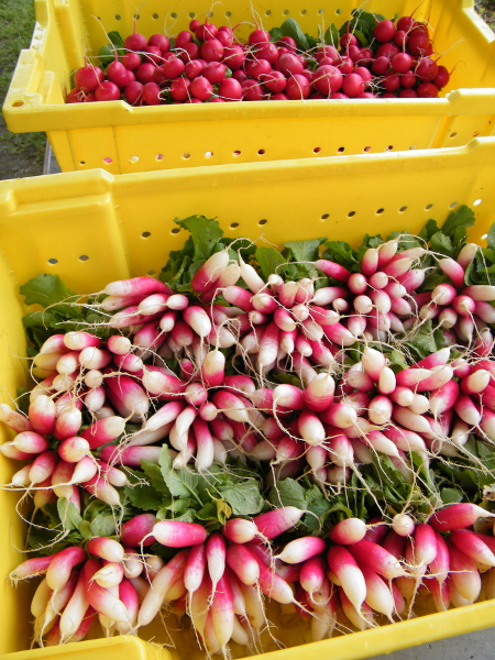 Fall radishes.